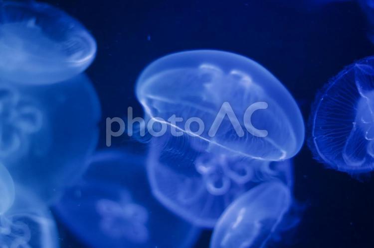 見てるだけで癒されるクラゲ クラゲ,海,水族館の写真素材