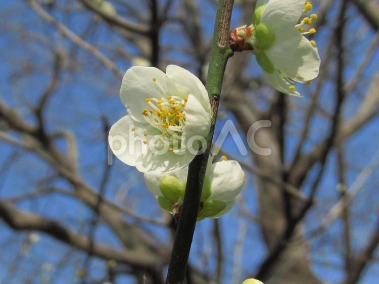 梅の花と春の青空 梅,白い花,蕾の写真素材