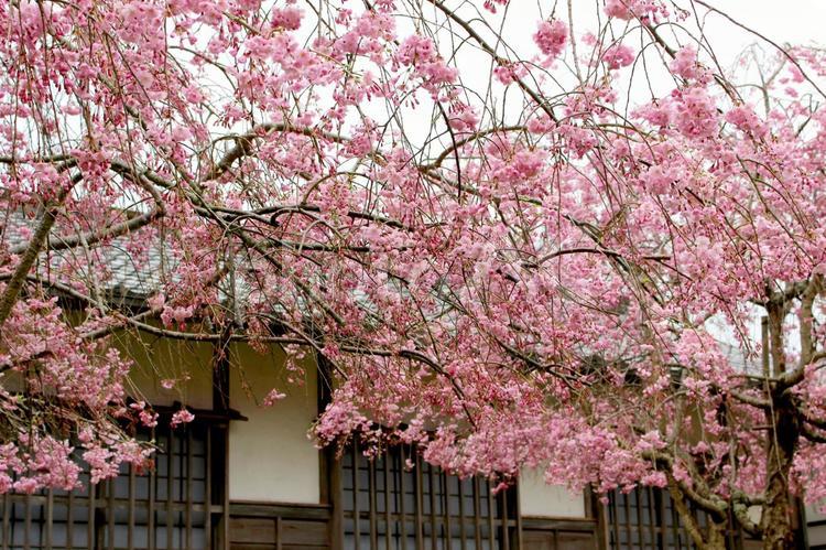 しだれ桜 さくら,しだれ桜,はなの写真素材