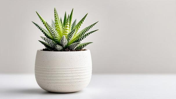 観葉植物とシンプルな鉢 観葉植物とシンプルな鉢の写真