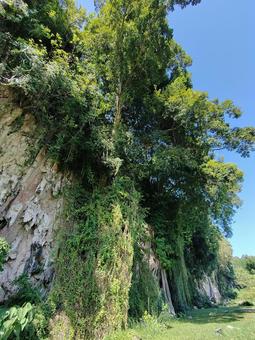 Ivy, JPG Ivy, JPG