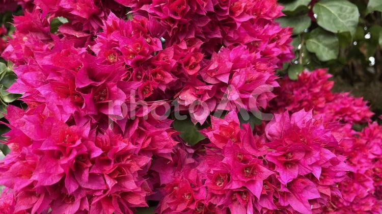 きれいに咲いたブーゲンビリアの花 ブーゲンビリア,南国,花の写真素材