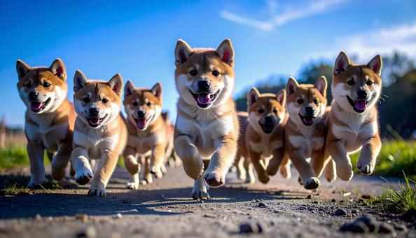 犬の大群 犬の大群の写真