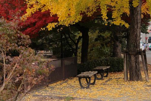 Bench under the ginkgo tree, waiting for someone to sit - 2, autumn, ginkgo biloba, autumn leaves, JPG