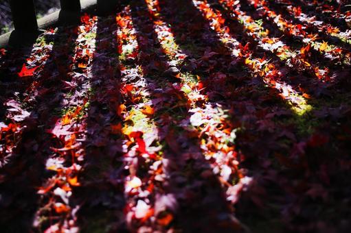Fallen autumn leaves, JPG