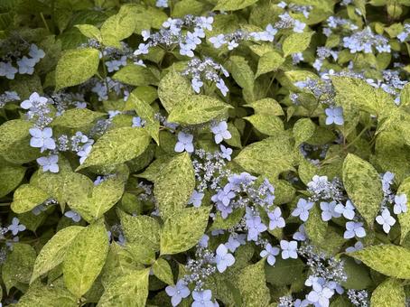 Hydrangeas starting to bloom, JPG Hydrangeas starting to bloom, JPG