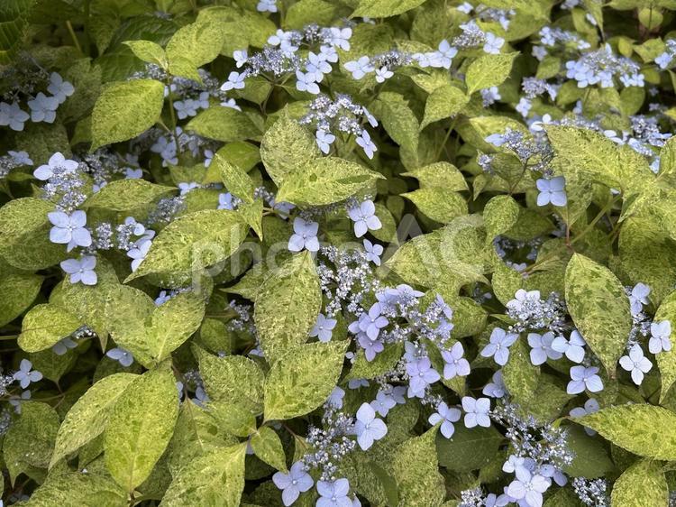 咲き始めの紫陽花 紫陽花,あじさい,蕾の写真素材