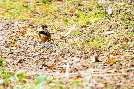 ヤマガラ(29) ヤマガラ(29)の写真