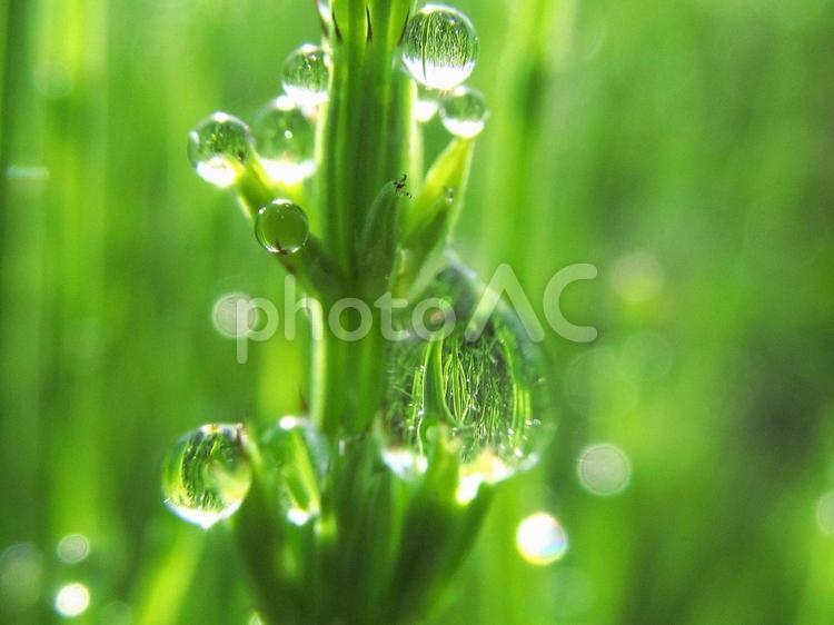 水滴とスギナと朝日Water drops 水滴,すいてき,waterの写真素材