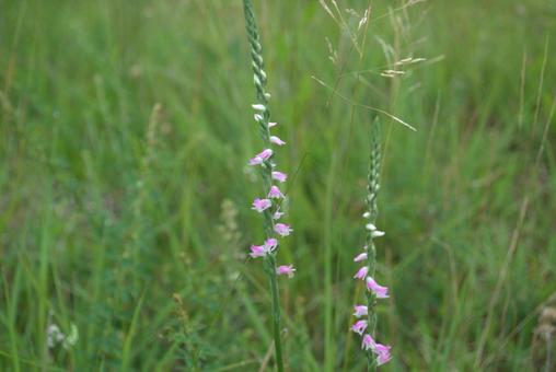 初夏の野原に咲くネジバナの花 初夏の野原に咲くネジバナの花の写真