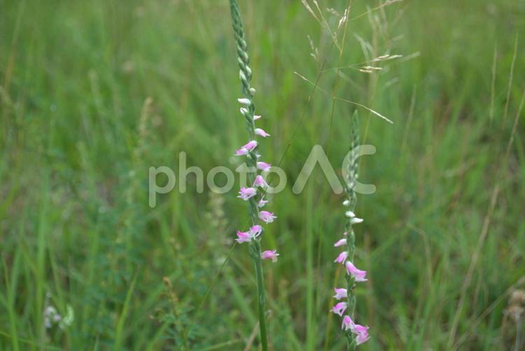 初夏の野原に咲くネジバナの花 ネジバナ,捩花,自然の写真素材