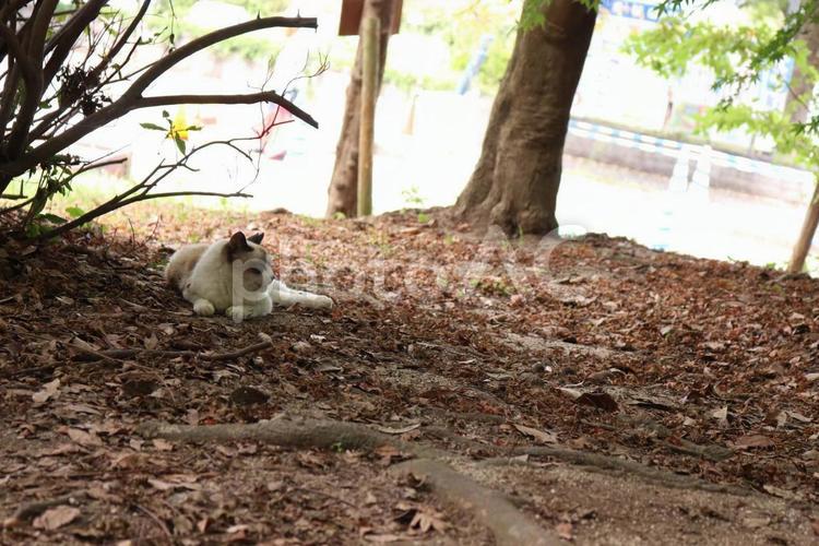 猫の横顔 木,自然,風景の写真素材