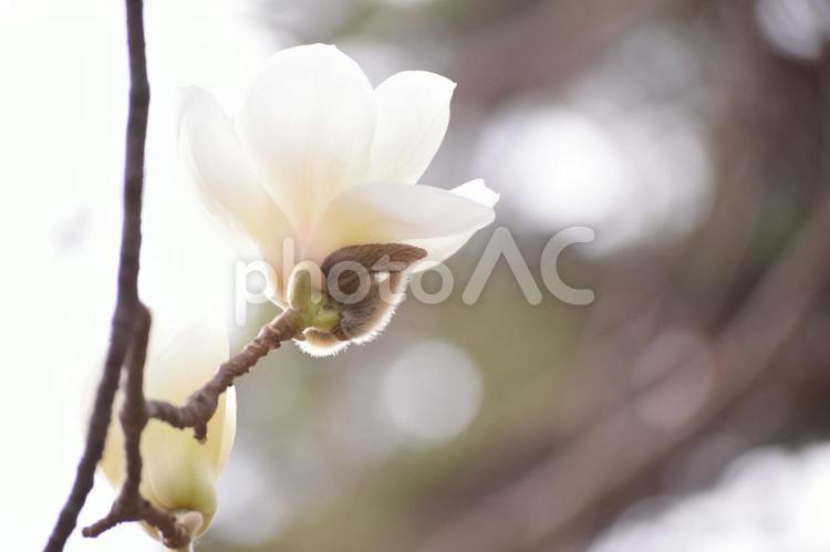 モクレン モクレン,木蓮,白の写真素材