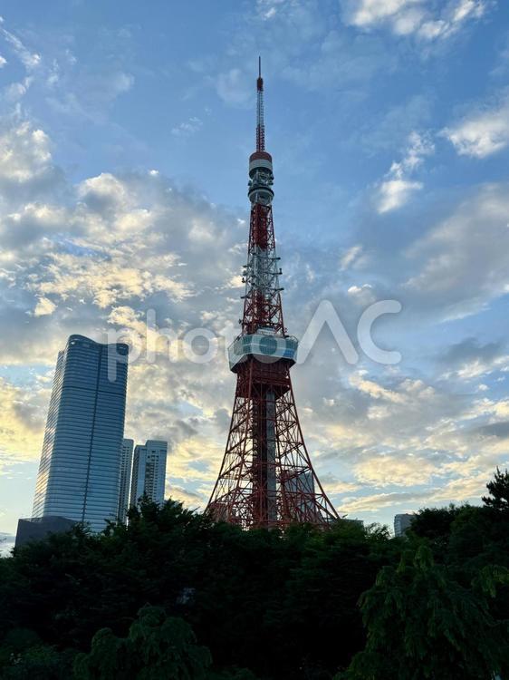 夕方　芝公園から東京タワーが見える 市街,天気,晴れの写真素材