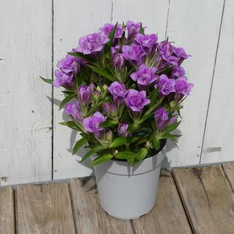 リンドウの花 八重咲 あしろブーケ ロゼ リンドウの花 八重咲 あしろブーケ ロゼ の写真
