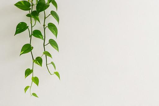 【観葉植物】ポトスと白い壁の写真