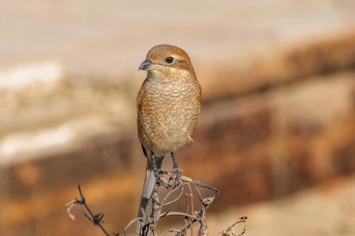 枝にとまるモズ・百舌鳥 枝にとまるモズ・百舌鳥 モズ,百舌鳥,野鳥の写真素材