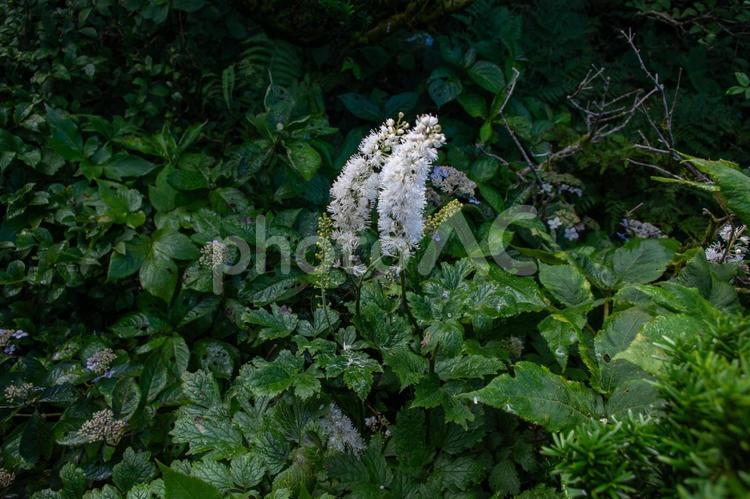 伯耆大山のサラシナショウマ 伯耆大山,大山,鳥取県の写真素材