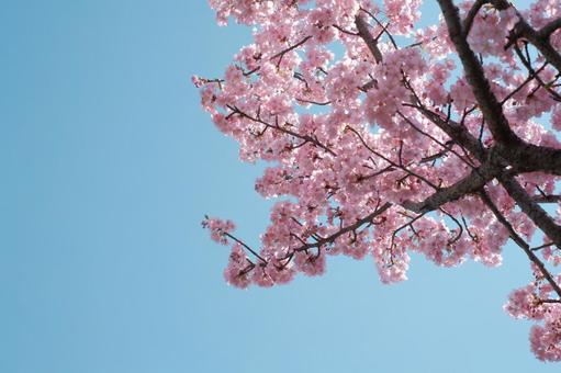 空と桜 空と桜の写真