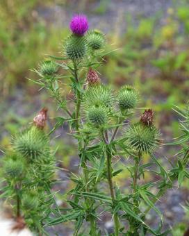 アメリカオニアザミ アメリカオニアザミ,亜米利加鬼薊,cirsiumの写真素材