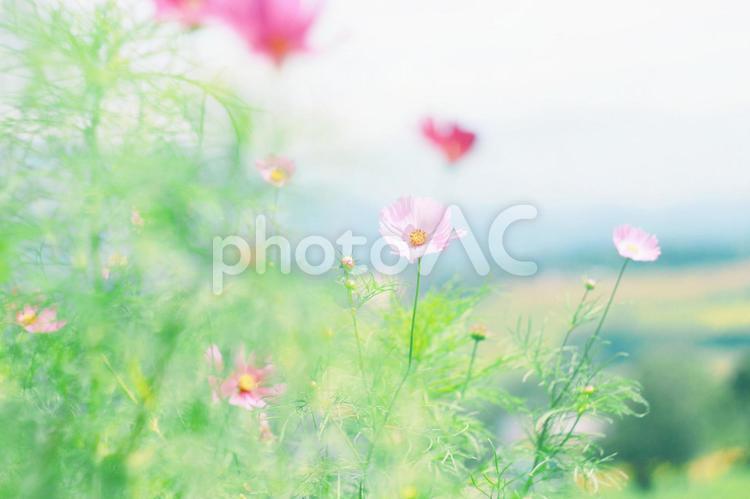 秋の予感２ 秋,夏,下旬の写真素材
