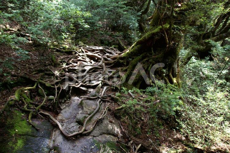 屋久島の森林 屋久島,森林,森の写真素材