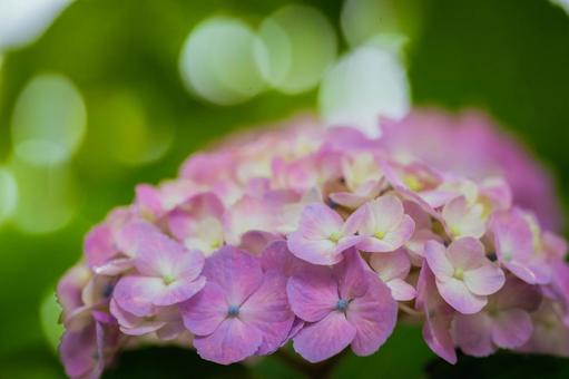 Pink hydrangeas blooming in Kodaira Hydrangea Park, JPG Pink hydrangeas blooming in Kodaira Hydrangea Park, JPG