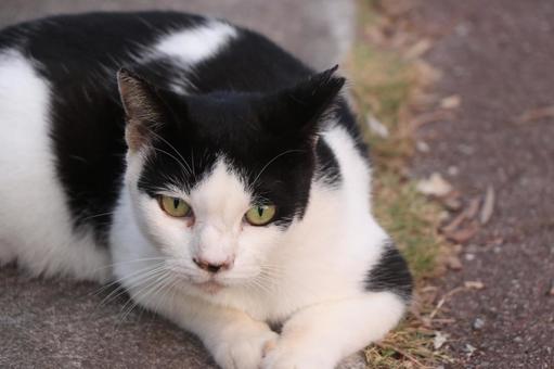 公園ネコ　沖縄県　那覇市の写真