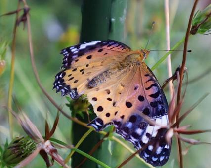 バタフライエフェクトの写真