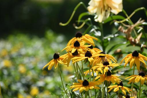 ルドベキア  ルドベキア,ガーデン,自然の写真素材