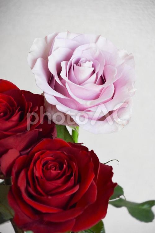 赤と紫のばら ばら,薔薇,赤い薔薇の写真素材