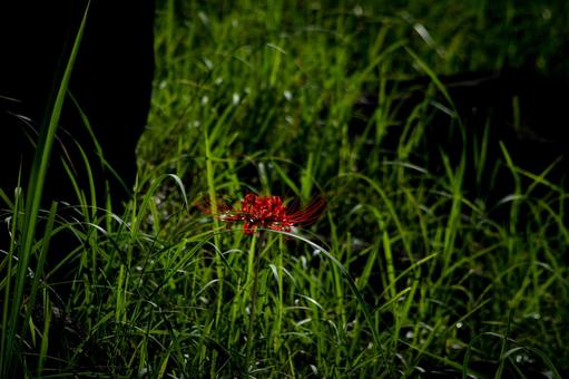 ＜素材＞秋の公園に咲く真っ赤なヒガンバナ 彼岸花,ヒガンバナ,曼珠沙華の写真素材