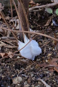 シモバシラ　（植物） 風物詩,白色,シモバシラの花の写真素材