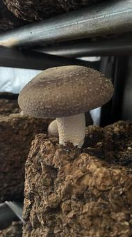 Shiitake mushroom bed①, JPG Shiitake mushroom bed①, JPG