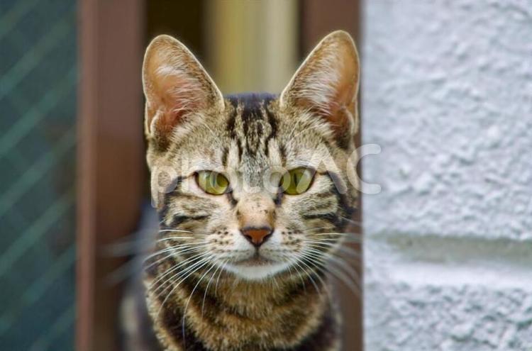 こっちを見る猫 ねこ,動物,かわいいの写真素材