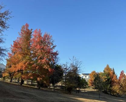 秋の広がり 紅葉,秋の風景,自然の写真素材