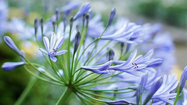 Photo, agapanthus, murasaki kunsiran, purple, 