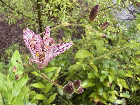 ホトトギス 02 ホトトギス 02 杜鵑草,ホトトギス,トード・リリーの写真素材