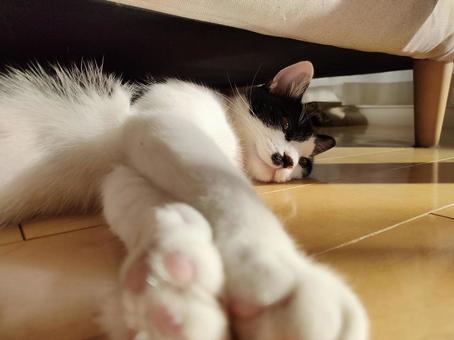 ソファの下でまったり猫 ソファの下でまったり猫の写真