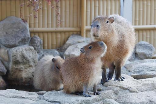 Photo, capybara, creatures, animal, 
