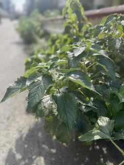 雑草 雑草 雑草,道端,草の写真素材
