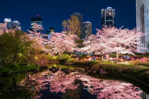 東京都港区 六本木、毛利庭園の夜桜 六本木,桜,夜桜の写真素材