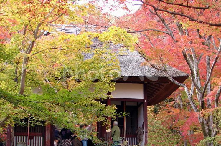 京都　嵐山　常寂光寺の紅葉　仁王門 常寂光寺,門,紅葉の写真素材