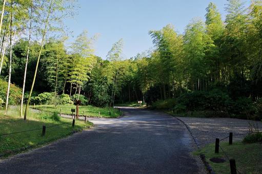 秋の竹林 竹,孟宗竹,竹林の写真素材
