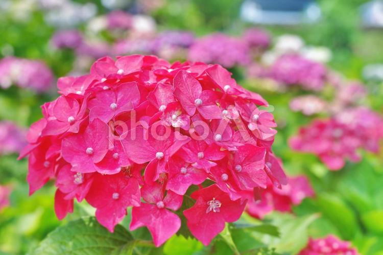 色鮮やかでかわいらしいピンクのあじさい あじさい,アジサイ,紫陽花の写真素材
