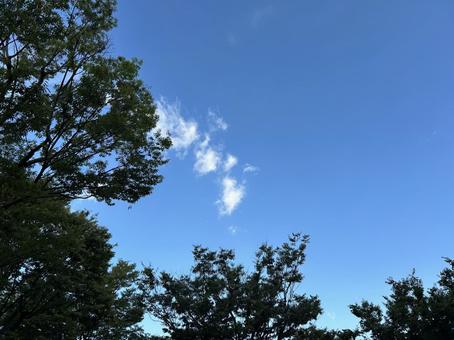 木々と夏空 木々と夏空の写真