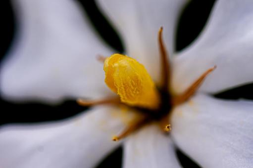 クチナシの花 クチナシの花 クチナシ,梔子,山梔子の写真素材