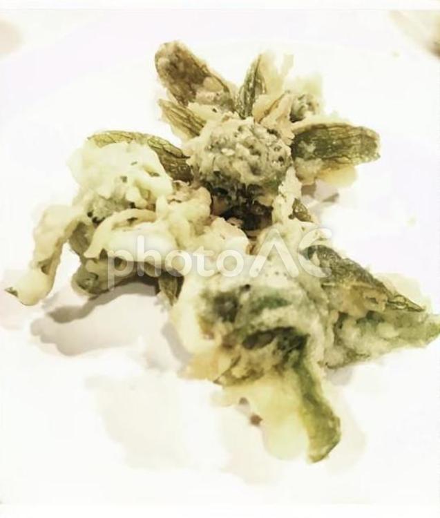 ふきのとう ふきのとう,食べ物,おかずの写真素材