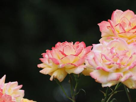 Rose, JPG