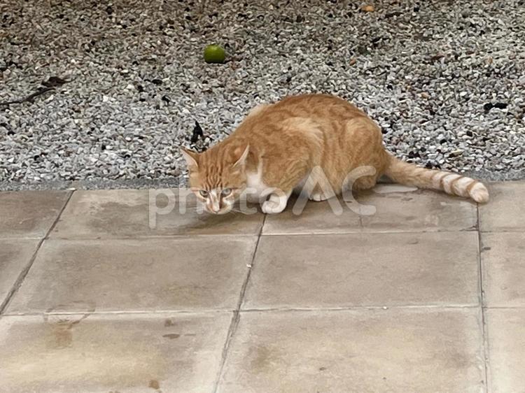 臆病ながら餌をたべる猫 猫,ネコ,野良猫の写真素材